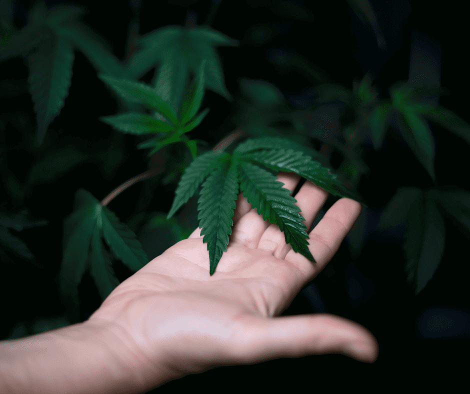 Cannabis Medicinal: Plantio e Aquisição não São Crimes, Decide STJ!
