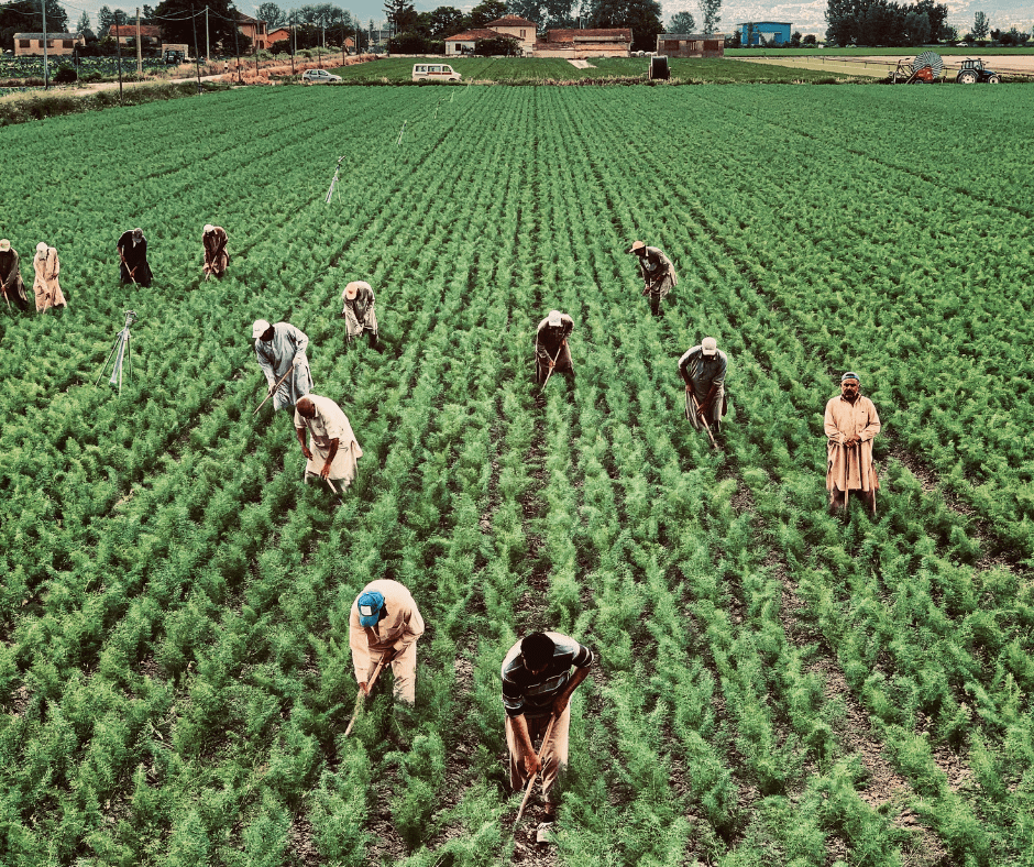 quais são os direitos trabalhistas - trabalhadores no campo