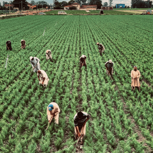 quais são os direitos trabalhistas - trabalhadores no campo